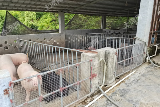 关于印发叙永县100万头生猪产业扶贫项目2018年度实施方案的通知