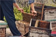 养50箱蜜蜂一年能挣多少钱？一箱中蜂每年产多少蜜？