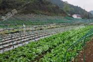 能食用的马兰头生长在什么地方？什么季节可采挖？吃它对身体有什么好处？怎么做好吃？