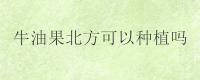 牛油果北方可以种植吗
