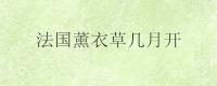法国薰衣草几月开