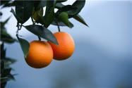 種植臍橙收益怎么樣？種植臍橙的前景如何？