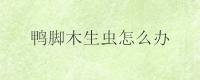 鸭脚木生虫怎么办
