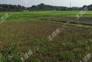 2017年新疆土地确权新政策:自治区农村土地承包经营权确权登记颁证整县推进工作实施方案