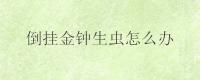 倒挂金钟生虫怎么办