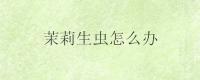 茉莉生虫怎么办？