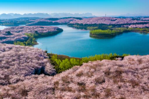 贵州平坝樱花2021年开放时间是什么时候？门票多少钱？