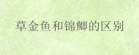 草金鱼和锦鲫的区别