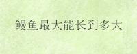 鳗鱼最大能长到多大