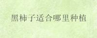 黑柿子适合哪里种植