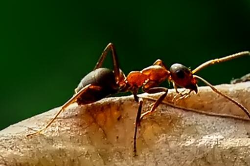 红火蚁最怕什么 如何消灭用什么药 土流网