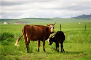 2021年农村创业养牛怎么样？附养牛利润与成本介绍！