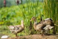 肉鸭养殖前景如何？附养殖成本与利润分析！