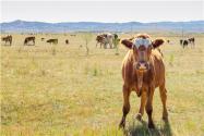 农村养牛赚钱吗？附养牛技术和饲养方法！