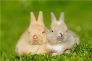 农村养兔子赚钱吗？附养殖成本与利润分析！