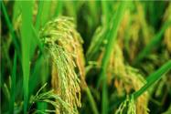 2021年高产水稻前十名的品种有哪些？附排名介绍！