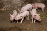 2021年养猪最新政策：养猪5000头以下需要环评吗？