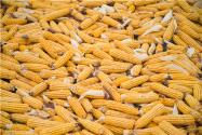 2021玉米价格最新行情：8-9月份玉米价格如何？能涨吗？附今天最新价格！