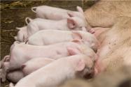 2021年豬價下半年還會上漲嗎？10-11月豬價啥樣？附最新價格預測！