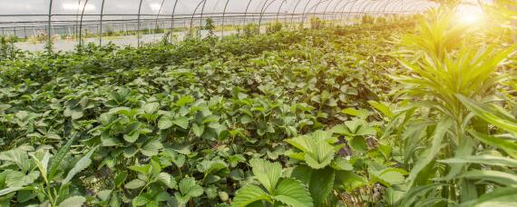 原产中国的农作物品种有 土流网