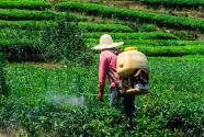 禾草敌、嘧草醚、嘧啶肟草醚稻田除草剂使用技术介绍