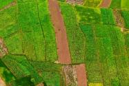 2021耕地非粮化非农化政策：耕地非粮化不能种植什么？