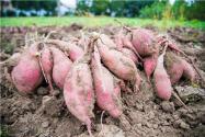 夏至后栽种红薯不结红薯对吗？具体什么时候栽最合适？