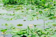 荇菜一般生长在哪里？参差荇菜左右流之的意思具体是什么？附详情！