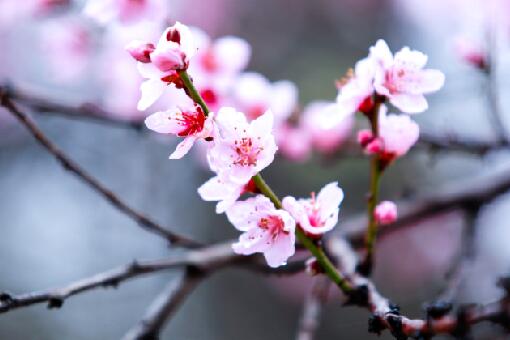 桃花的花期通常在几月 具体是3 4月还是11 12月 附详情 土流网