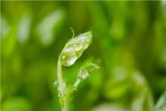 刺老芽怎么种植？什么季节种植最好？