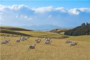 农村养50只羊能赚多少钱？养殖什么品种的羊利润比较高？