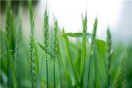 2022國家規定小麥不能做青儲？農民的麥子有權做青儲嗎？附最新規定