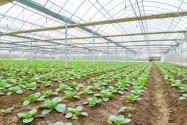 2022年蔬菜補貼標準：建造大棚、種植蔬菜補貼多少？