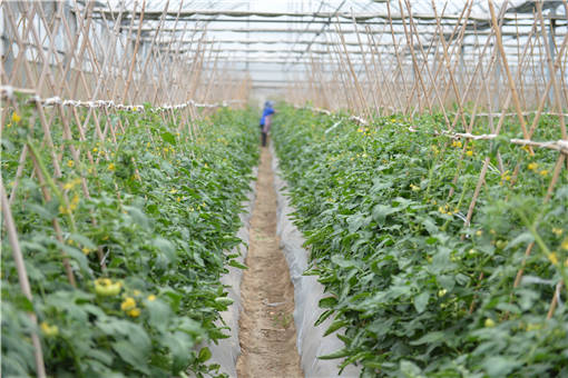 2022年温州市示范性农民合作社认定标准：要符合哪些条件？