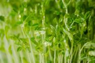 绿色蔬菜豌豆苗种植时间和方法详解