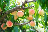 桃子有哪些品種？2022桃子的價格是多少錢一斤？