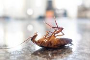 蟑螂踩死真的会留下好多虫卵吗?有一只蟑螂就有一窝吗？