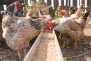 2022年散养鸡1000只需投资多少钱？一年能收多少钱？