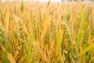 魯原502小麥品種產量如何？有哪些特點？如何種植？