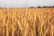 武農988小麥品種介紹：有哪些特性？適合什么地區栽種？