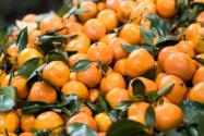 柑橘類水果包括哪些？對臺灣的作用具體有哪些？