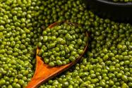 2022綠豆價格多少錢一斤？怎么種發芽最快？