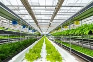 2022種植大棚蔬菜補貼有多少？補貼怎么申領？