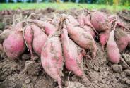 紅薯什么季節收獲？2022種植紅薯有補貼嗎？附各地補貼標準！