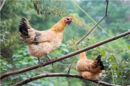 “白羽肉鸡”农业农村部最新部署！白羽肉鸡是激素鸡吗？具体养殖多少天出栏？