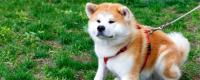 秋田犬能长多大