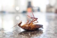 1只蟑螂1年可繁衍出1000万只蟑螂？家庭灭杀蟑螂的最好办法是什么？