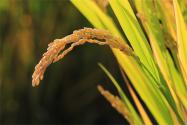 2022年湖南晚稻什么時候收割？晚稻米好吃還是早稻米好吃？