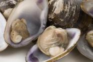 2022年紫石房蛤多少錢一斤？為什么叫天鵝蛋？