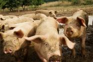 养几头猪一年能挣10万？2023年养猪能挣钱吗？